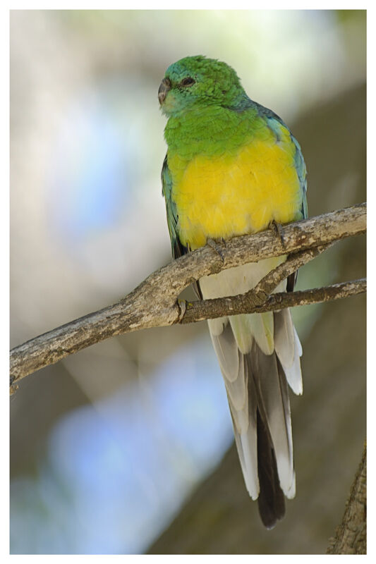 Red-rumped Parrot male adult