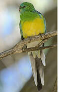 Red-rumped Parrot