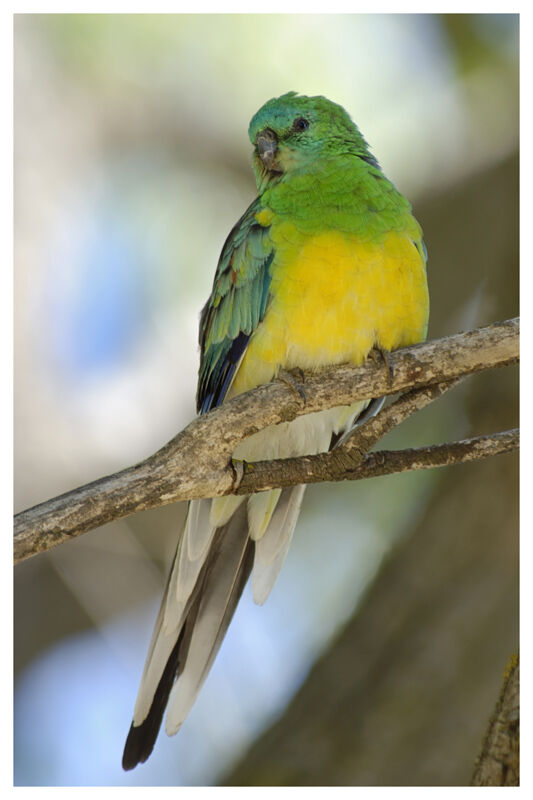 Red-rumped Parrot male adult