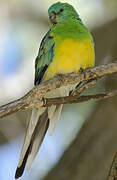 Red-rumped Parrot