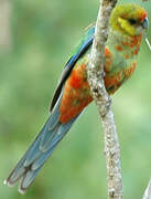 Western Rosella