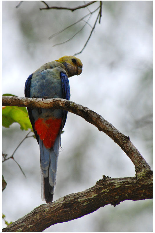 Pale-headed Rosellaadult