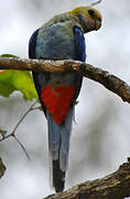 Pale-headed Rosella