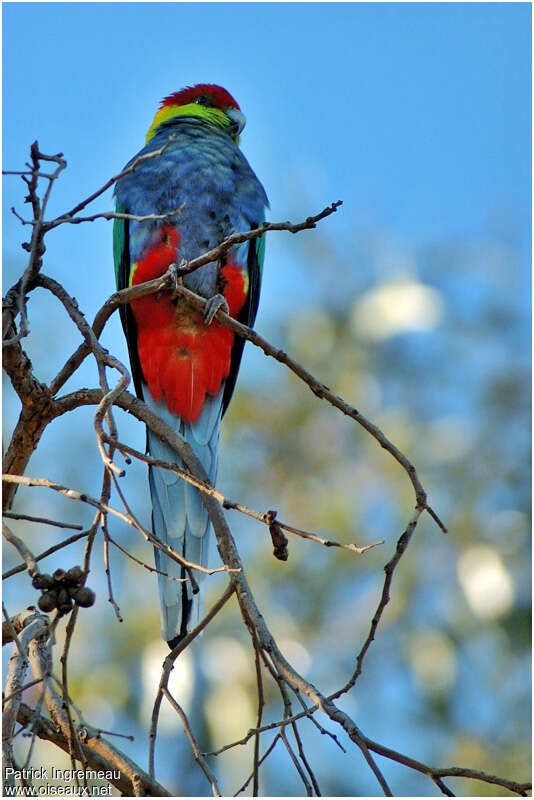 Red-capped Parrotadult, identification