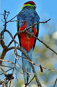 Red-capped Parrot