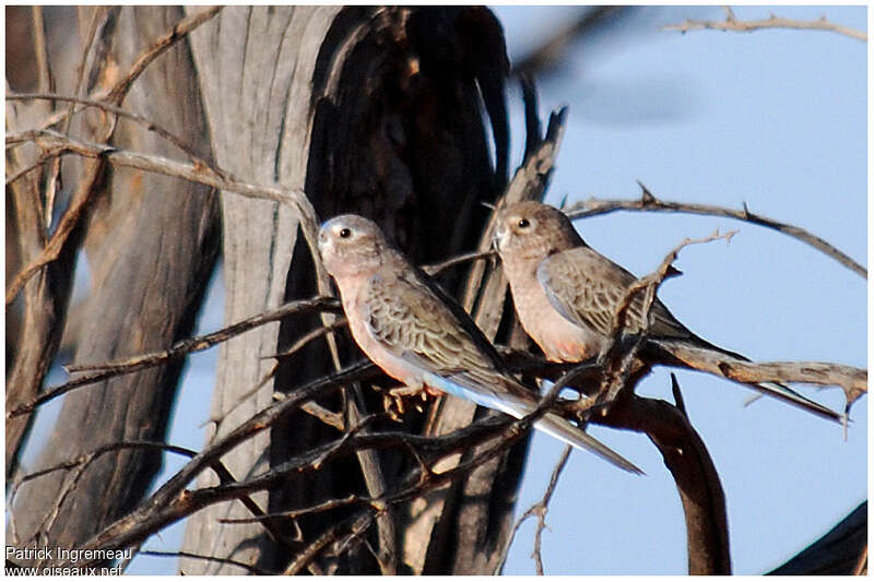 Bourke's Parrotadult breeding, pigmentation