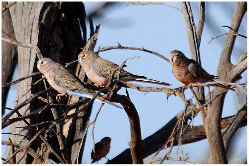 Bourke's Parrot 