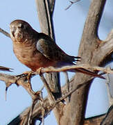 Bourke's Parrot