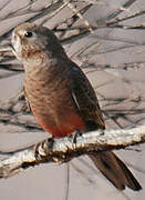 Bourke's Parrot