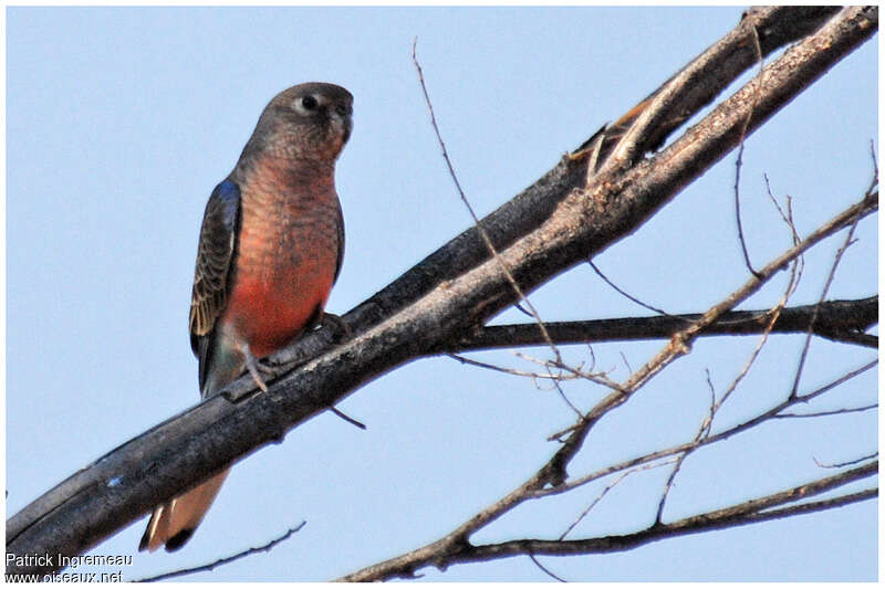 Bourke's Parrot female adult, identification