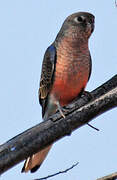 Bourke's Parrot