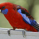 Perruche de Pennant