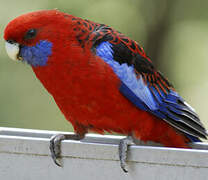 Crimson Rosella