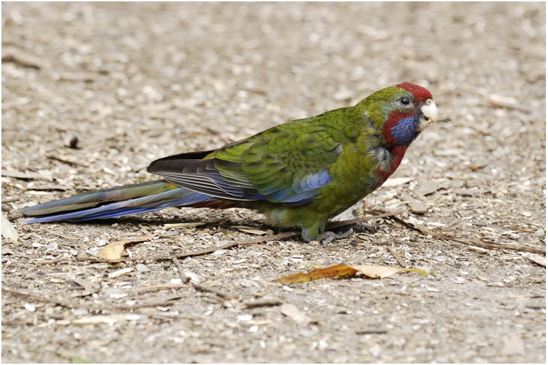 Perruche de Pennant