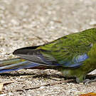 Perruche de Pennant