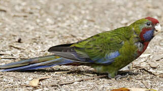 Crimson Rosella