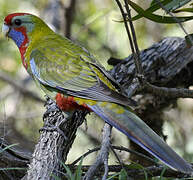 Crimson Rosella