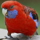 Perruche de Pennant