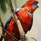 Perruche de Pennant