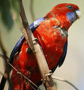 Crimson Rosella