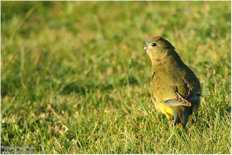 Rock Parrotadult