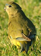 Rock Parrot