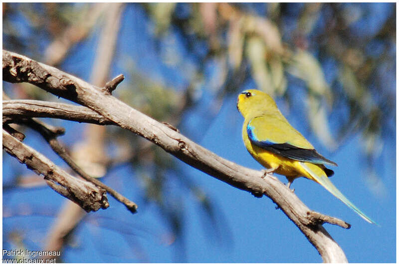 Elegant Parrot female adult, identification