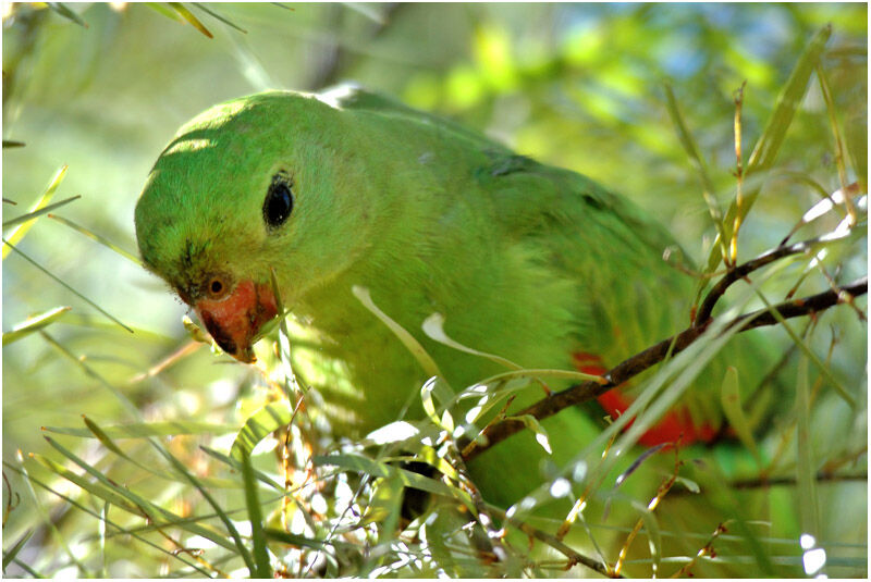 Red-winged Parrot female adult