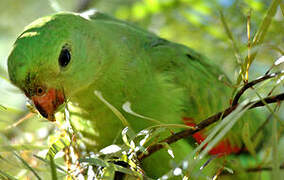 Red-winged Parrot