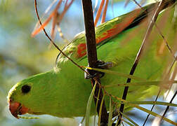 Red-winged Parrot