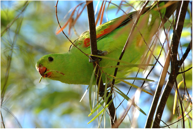 Red-winged Parrot female adult