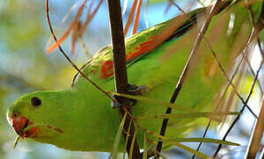 Red-winged Parrot