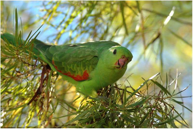 Red-winged Parrot female adult