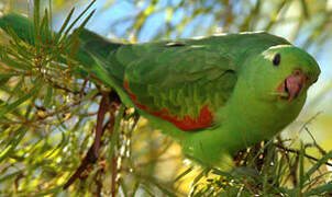 Red-winged Parrot