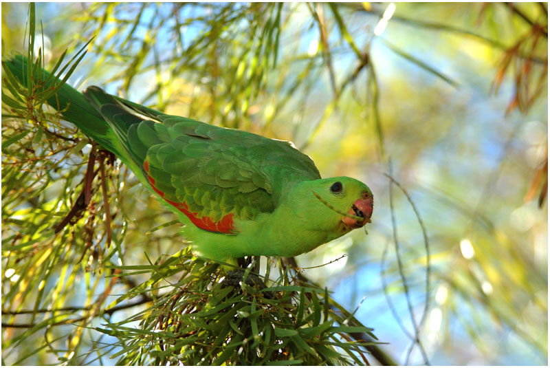 Red-winged Parrot female adult