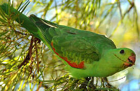 Red-winged Parrot