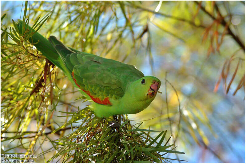 Red-winged Parrot female adult, identification