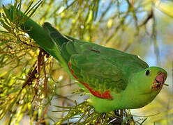 Red-winged Parrot