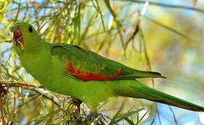 Red-winged Parrot