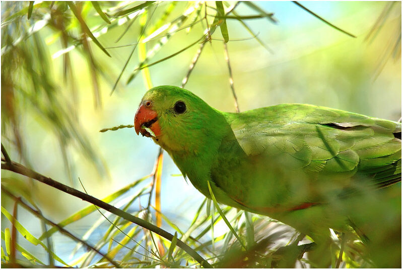 Red-winged Parrot female adult