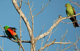 Red-winged Parrot