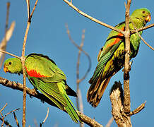 Red-winged Parrot