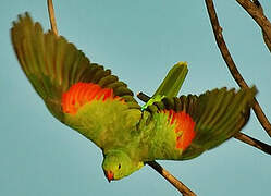 Red-winged Parrot