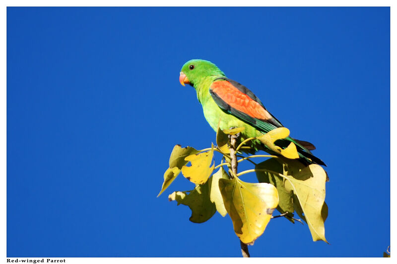 Red-winged Parrotadult