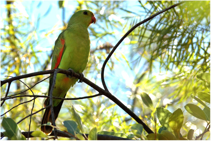 Red-winged Parrot female adult, identification