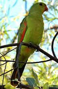 Red-winged Parrot