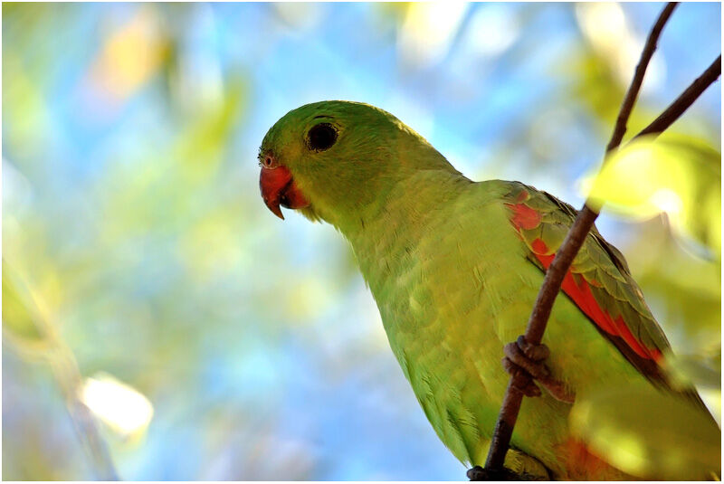 Red-winged Parrot female adult