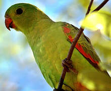 Red-winged Parrot