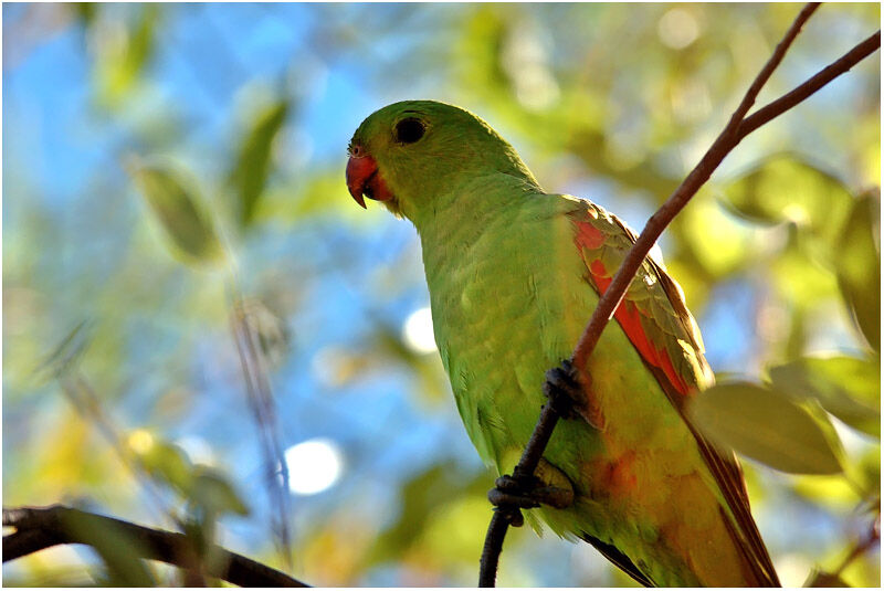 Red-winged Parrot female adult