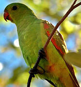 Red-winged Parrot